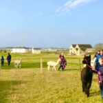 Alpaca Field Walk
