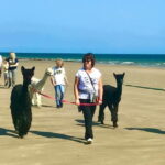 Alpaca Beach Trekking
