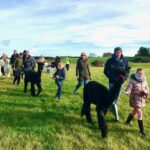 Alpaca Field Walk - 2 Guest Gift Voucher