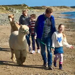 Alpaca Beach Trek - Family Gift Voucher