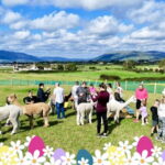 Easter Alpaca Adventure Trail Experience